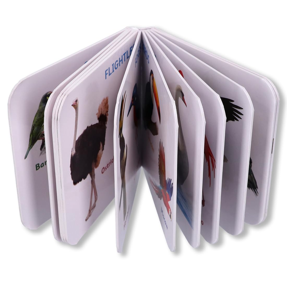 Navneet Tiny Board Book Birds