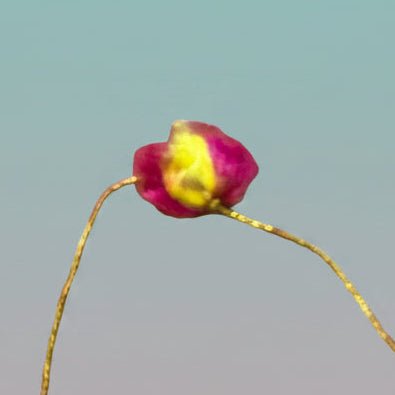 Rakhi Dori by Gifthubmart - pink and yellow beaded cord with gold thread on patterned fabric