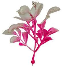 Craft Plant White