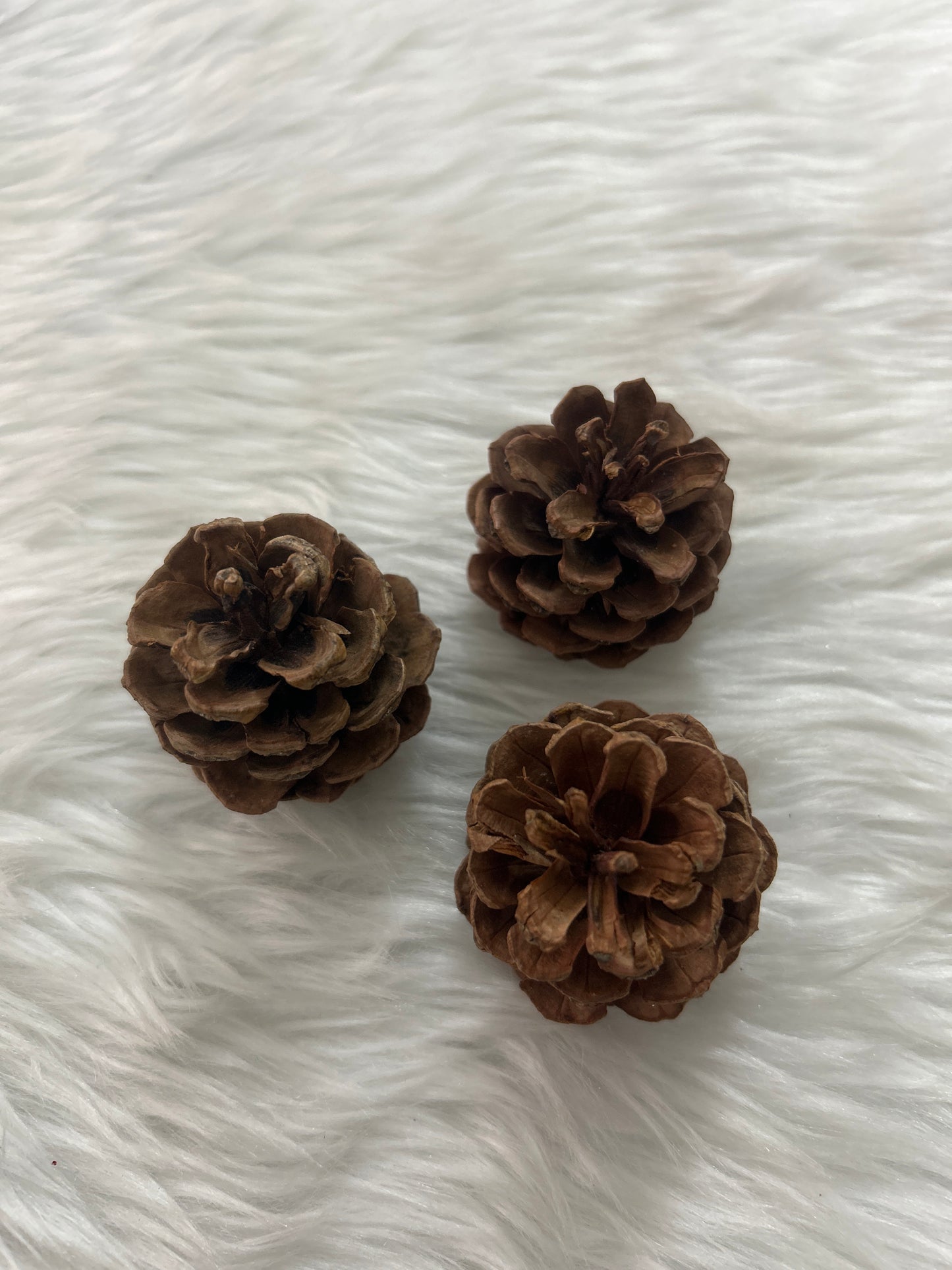 Pinecones