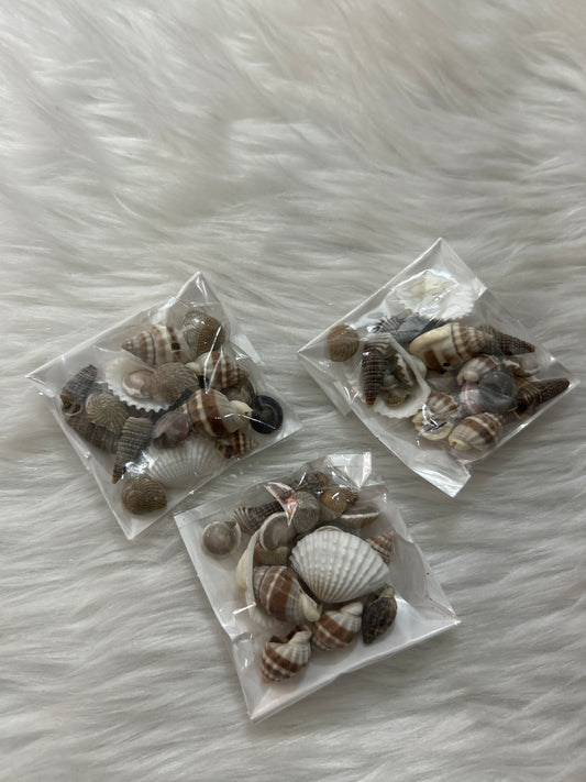 Sea Shells