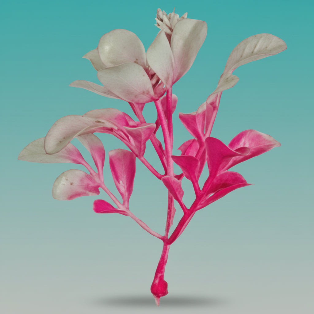 Craft Plant White by Gift Hub Mart