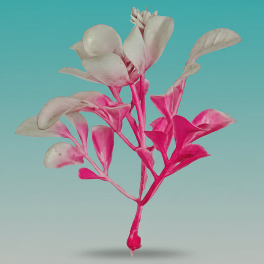 Craft Plant White by Gift Hub Mart