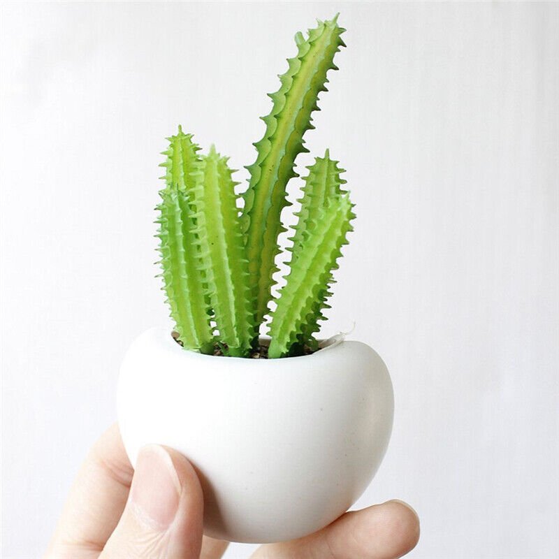 Fridge Magnet Plants by Gifthubmart