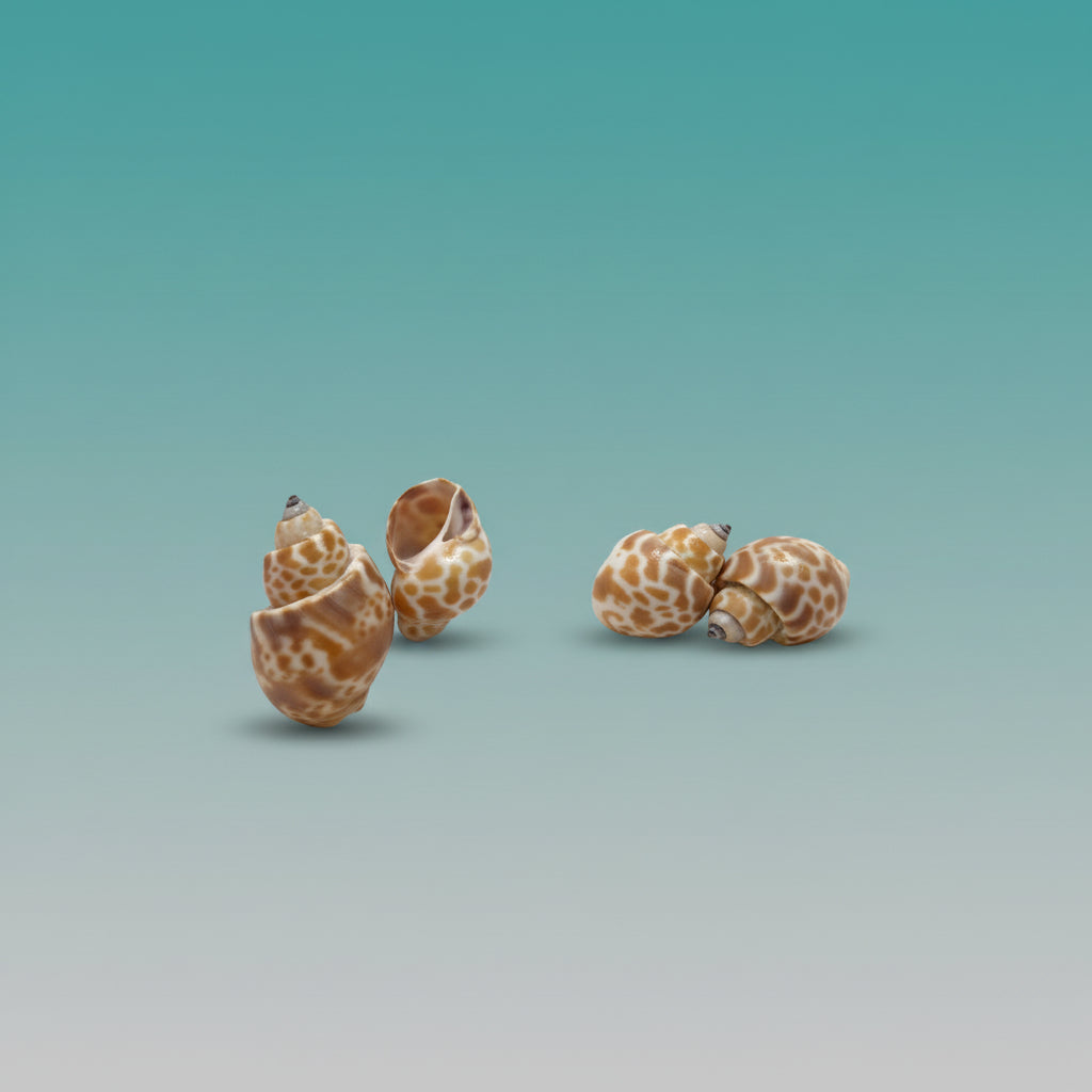 Sea Shell Conch by Gifthubmart