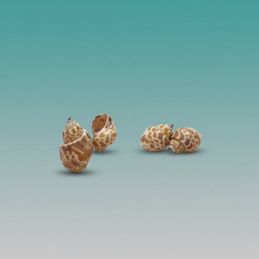 Sea Shell Conch by Gifthubmart