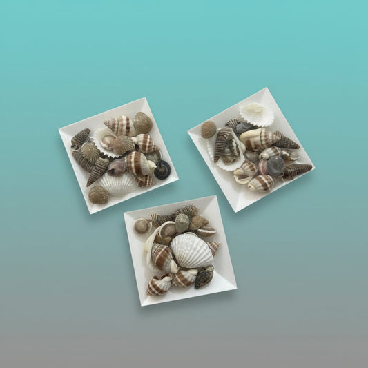 Sea Shells by Gifthubmart